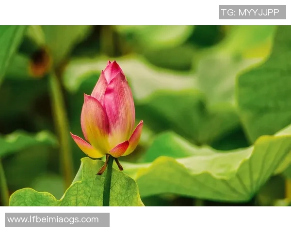 盘锦市体育界的璀璨明珠盘点十大明星运动员的精彩人生与成就